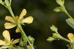 Early St. Johnswort